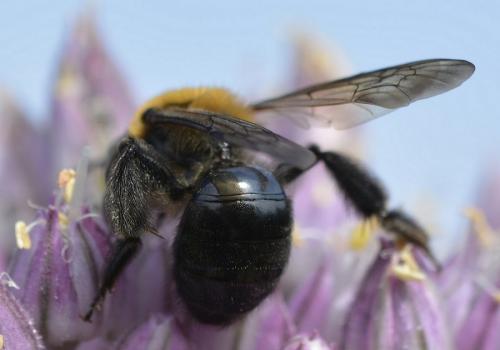 Réf. 209 592 : Andrena thoracica